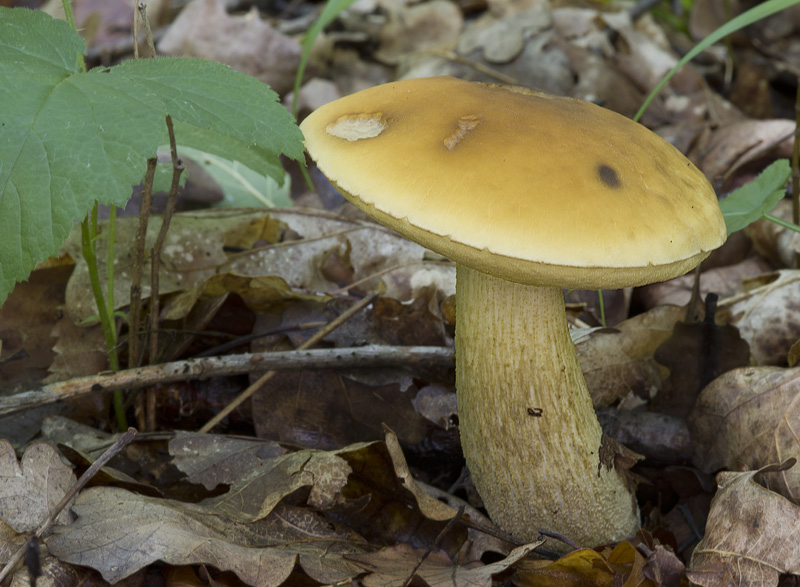 Leccinum crocipodium